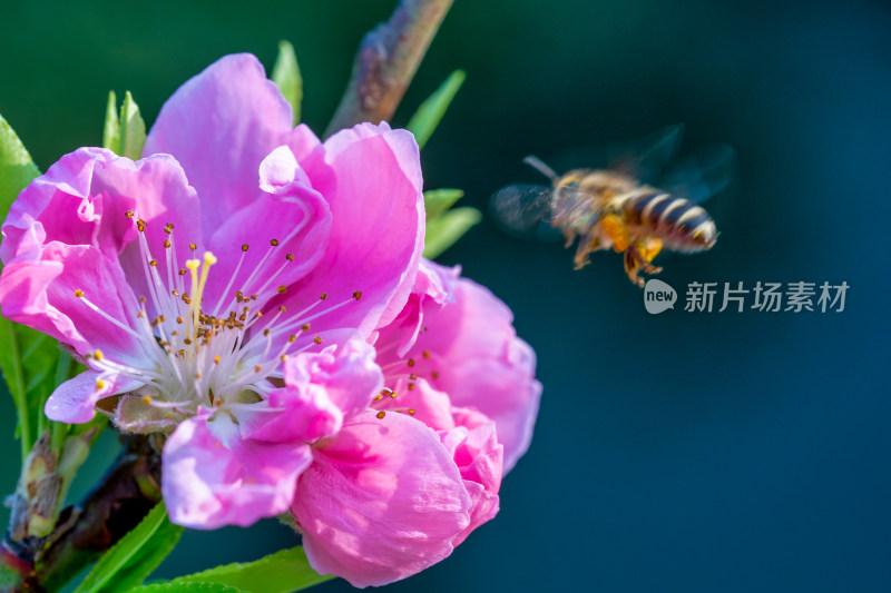 春天的桃花开花特写