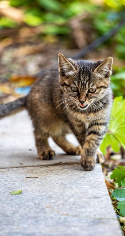 户外行走的小狸花猫