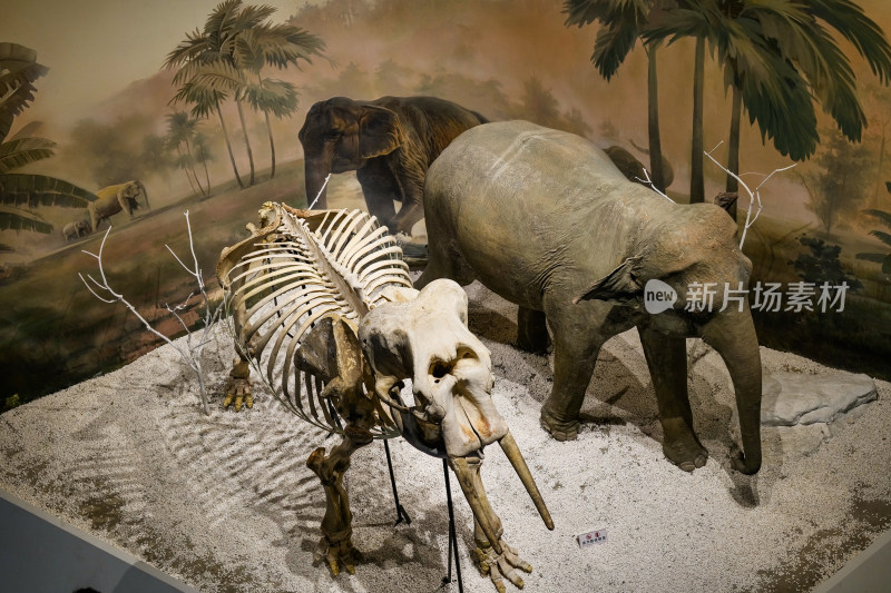成都自然博物馆大象骨架