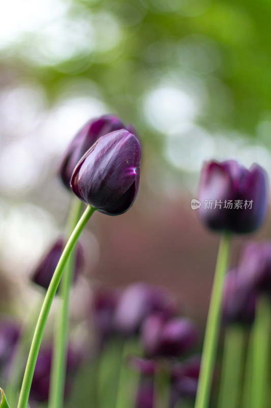 杭州太子湾多彩郁金香花海景观