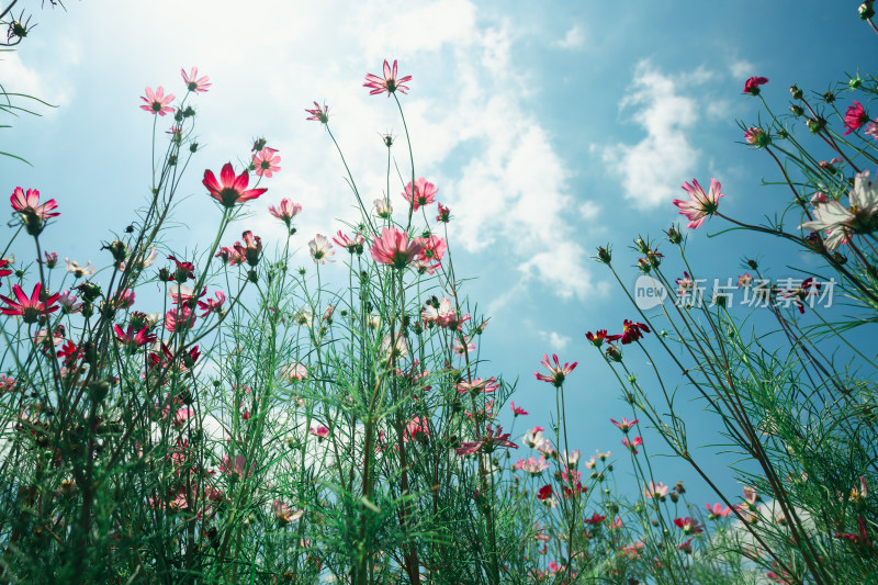 夏日格桑花