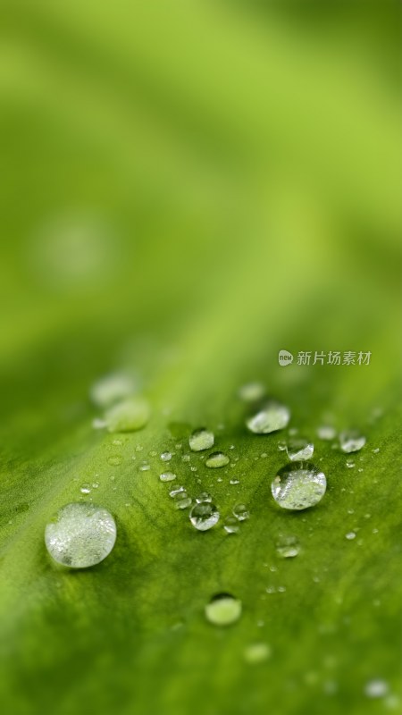 雨滴水珠特写荷叶