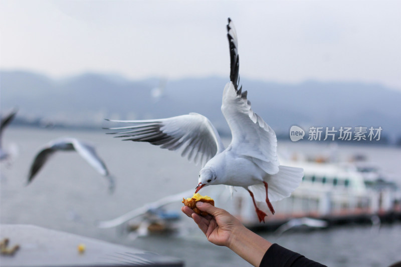 秋天到了在昆明滇池给海鸥喂蛋糕