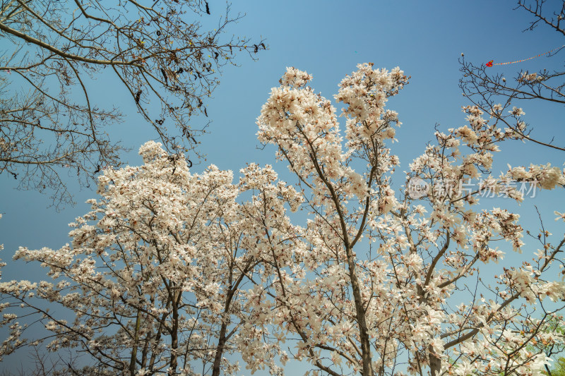 上海市花白玉兰花春暖花开