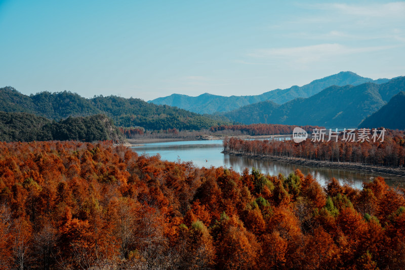 山林间色彩斑斓的红杉林秋景