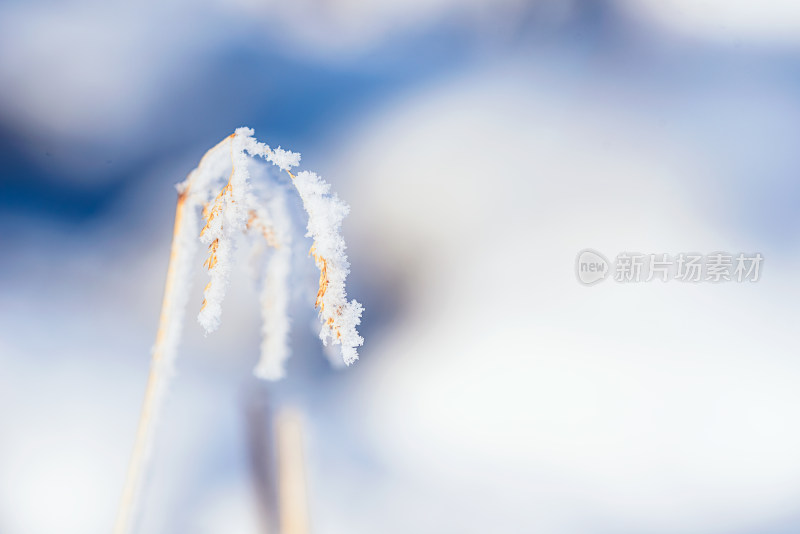 户外冬天积雪枯草枝