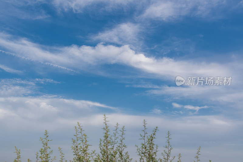 小草仰望天空白云