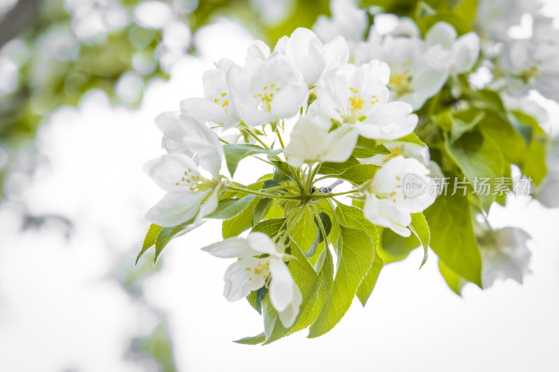 春天的白色的海棠花