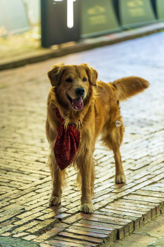 街道上戴着围巾的金毛犬