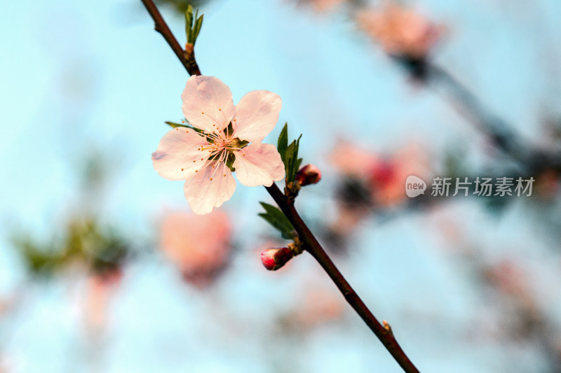 一枝桃花报春来