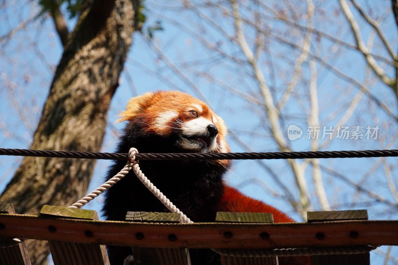 小熊猫动物