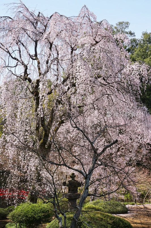 日本，川越喜多院，日式建筑与垂枝樱