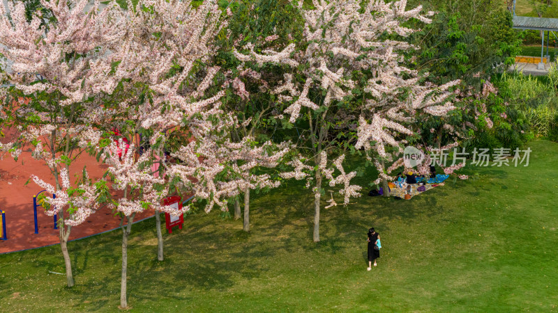 花旗木（泰国樱花）