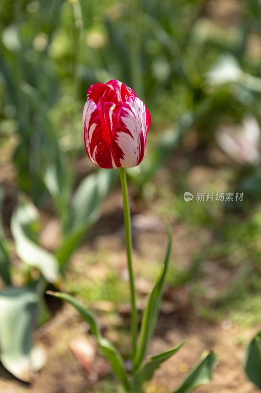 花草郁金香