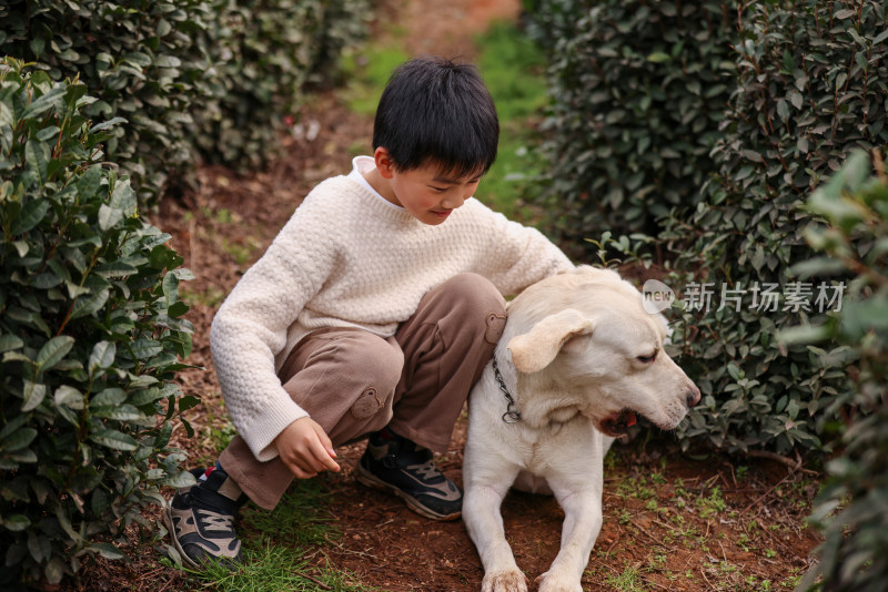 一个中国小男孩和他的宠物拉布拉多犬