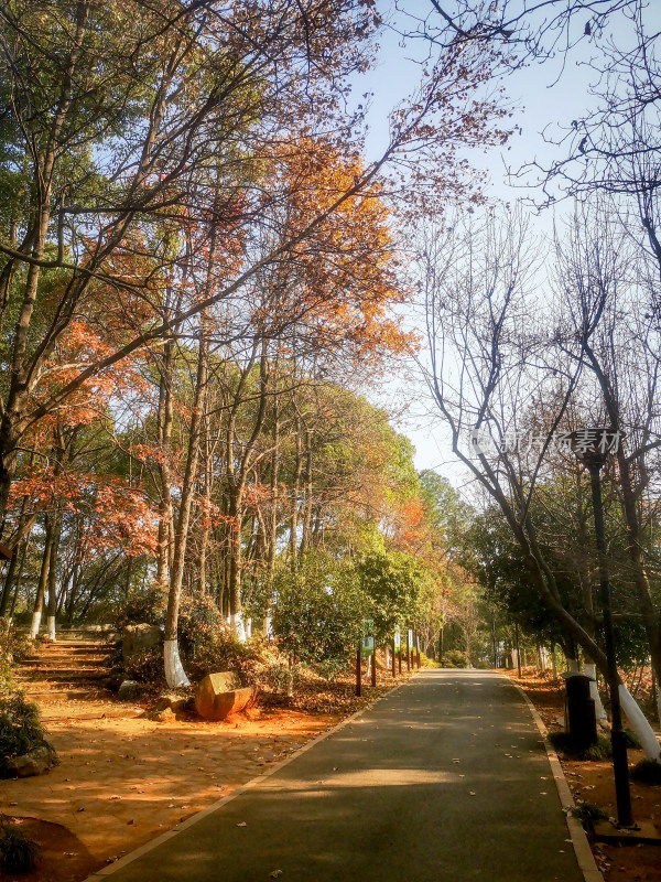 风景秋色树枝树叶植物摄影图