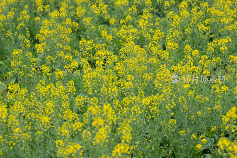 春天油菜花海