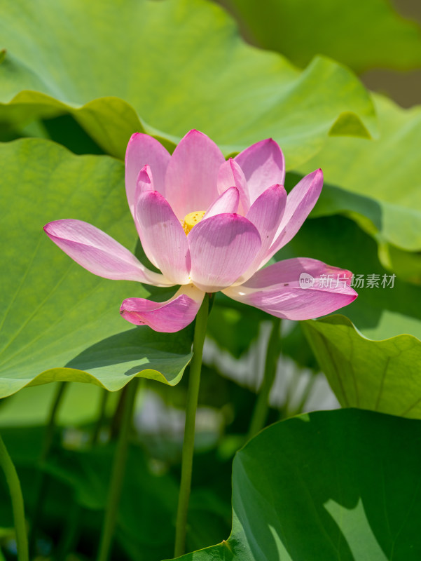 夏天荷花特写