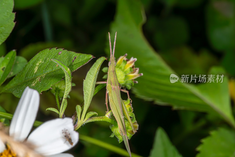 植物上的蝗虫特写镜头