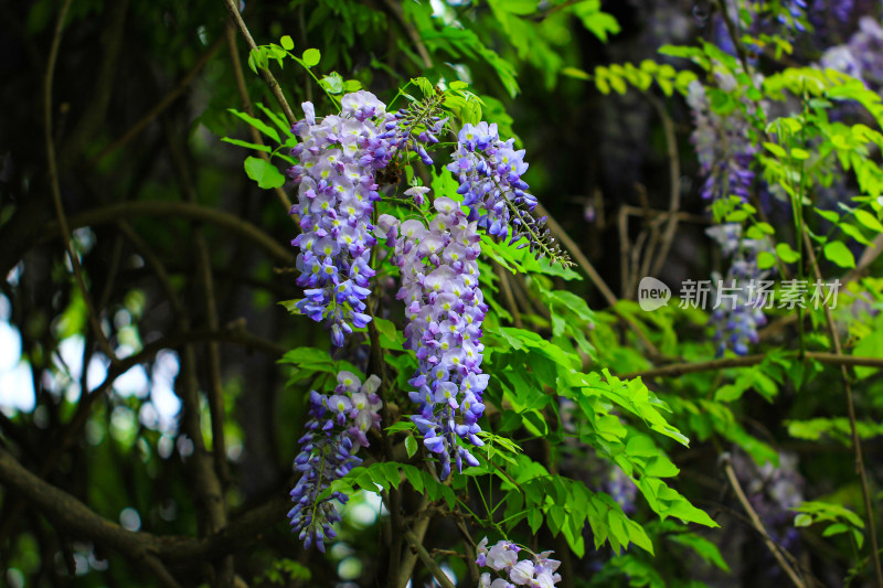 紫藤花开