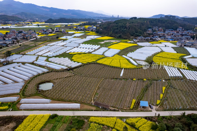 乡村田园油菜花大棚农业种植航拍图