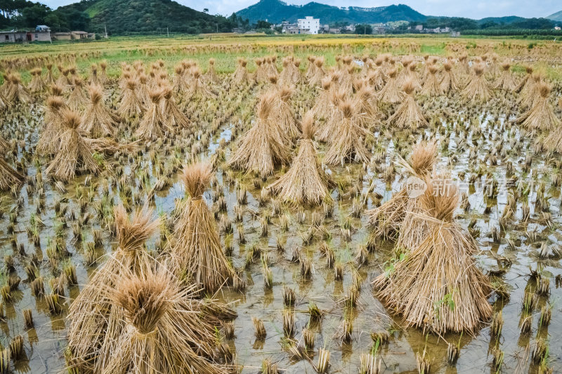 乡村水稻田