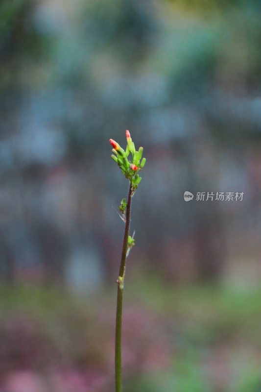 花卉摄影