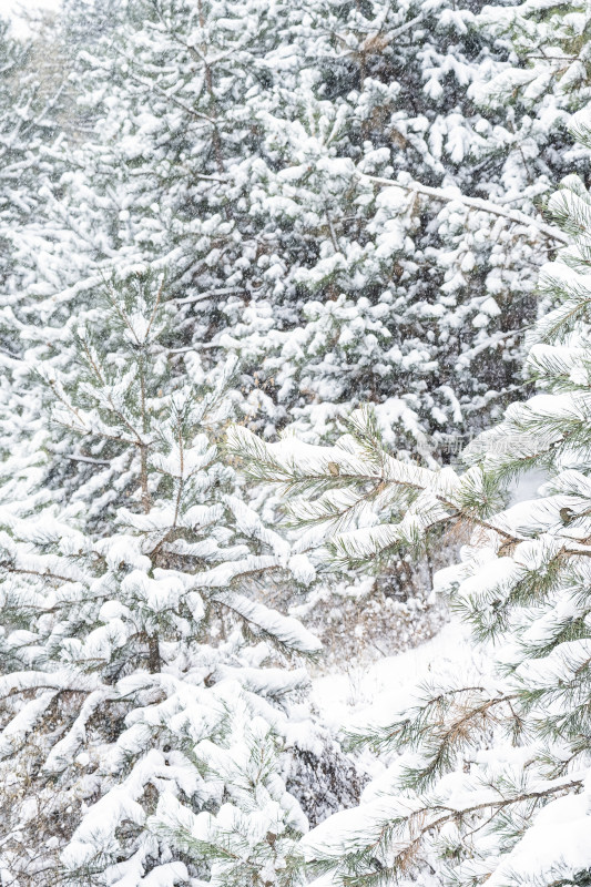 冬天大雪里的松树林