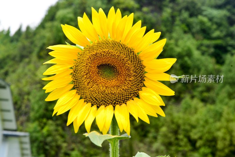 美丽田野田园太阳花葵花花朵向日葵