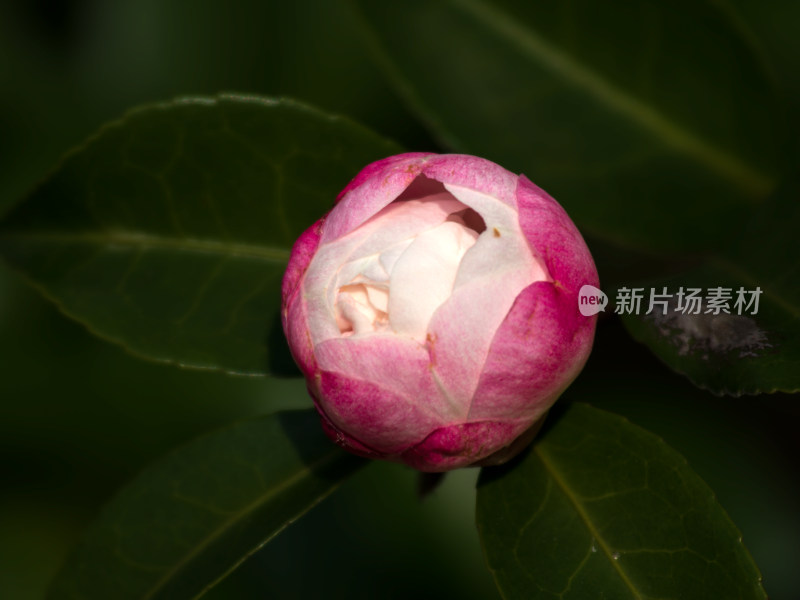 粉色山茶花苞