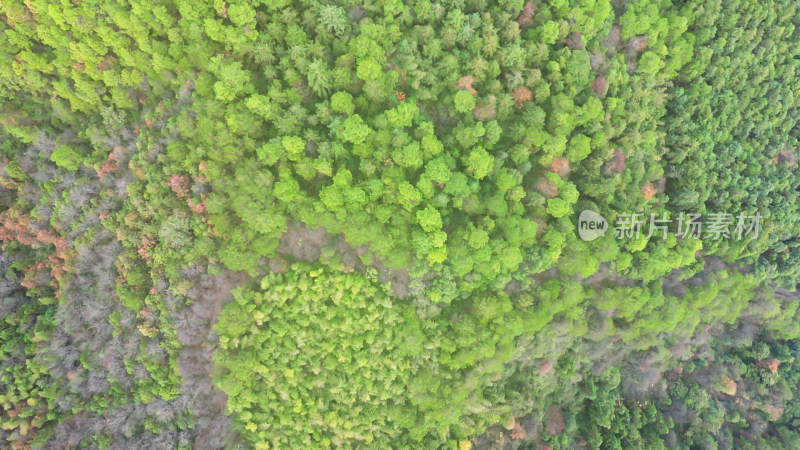 绿色植物森林航拍