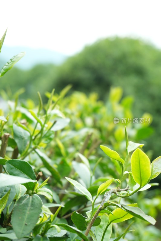 茶树茶叶茶芽