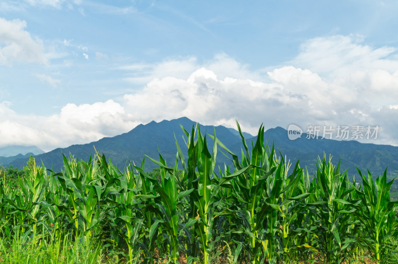 陕西秦岭山区田野玉米与远山风景