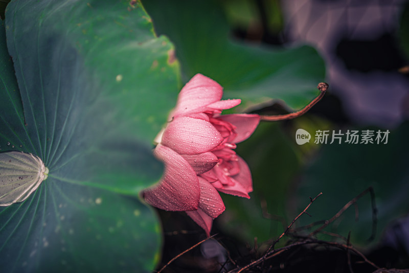 夏天雨后的荷花挂满水珠