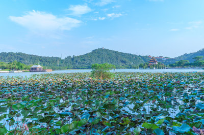 佛山顺峰山公园青云湖荷叶与青山风景