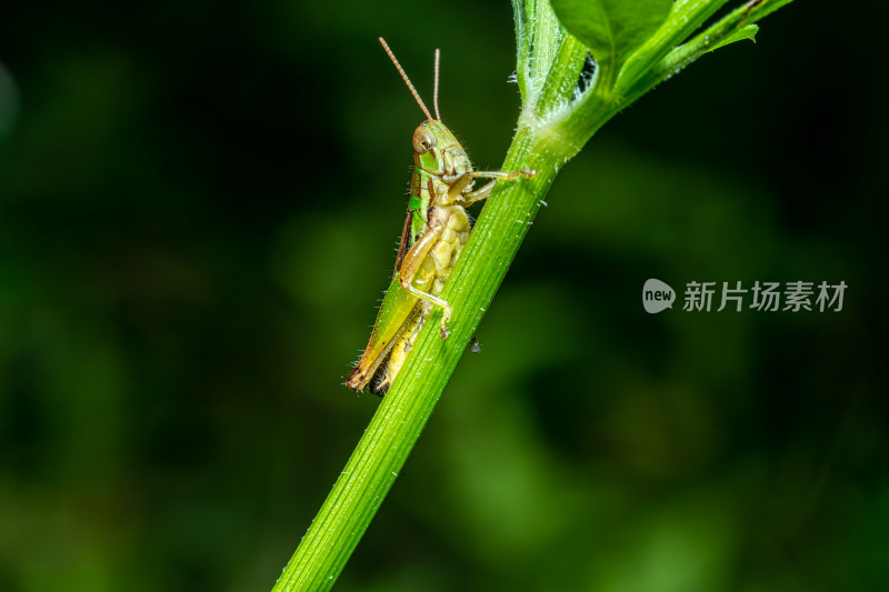 植物上的蝗虫特写镜头