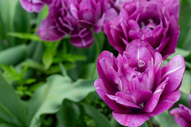 杭州太子湾多彩郁金香花海景观