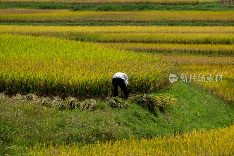 农业农耕农民丰收水稻场景