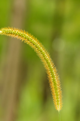 狗尾草特写