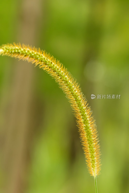 狗尾草特写