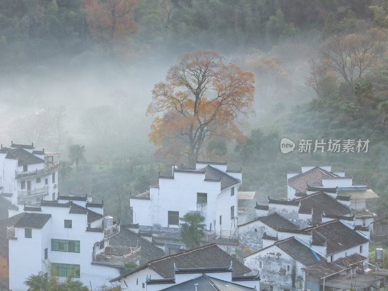 江西上饶婺源石城红枫网红景点日出晨雾航拍