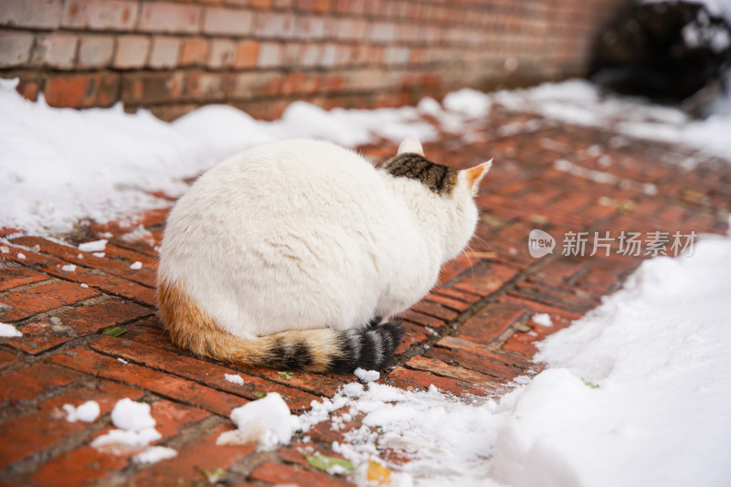 冬季路面上的猫积雪