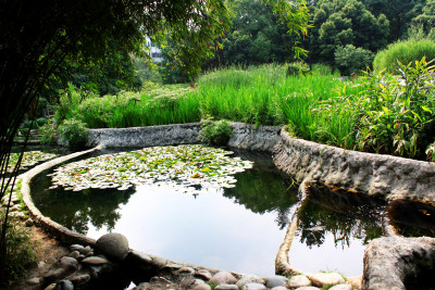 水循环池塘植物