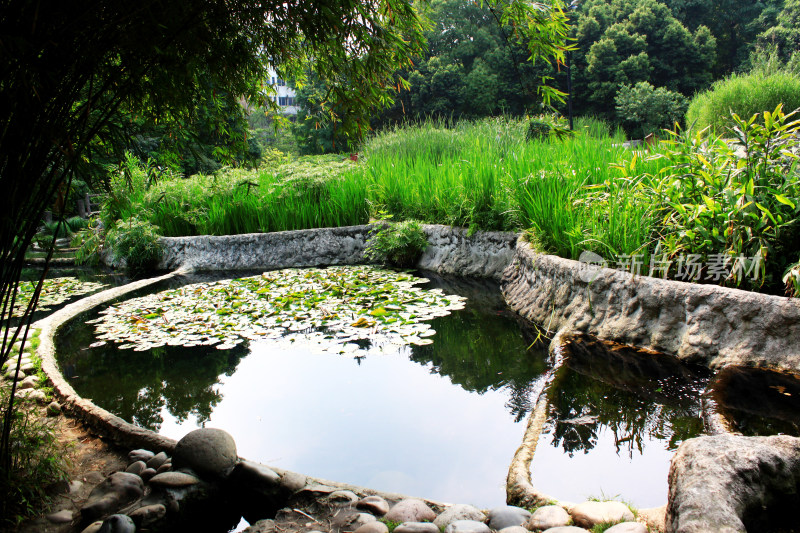 水循环池塘植物