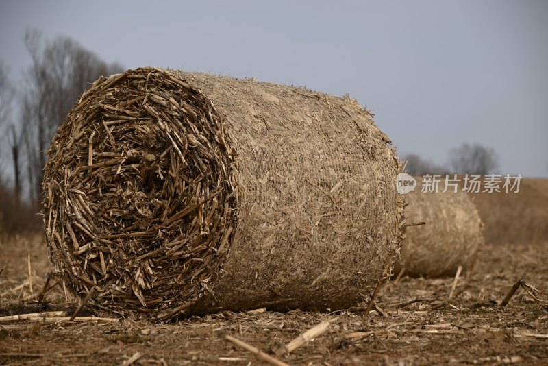 田地里的甘草卷