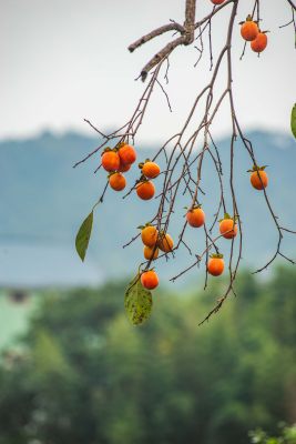 成熟的柿子