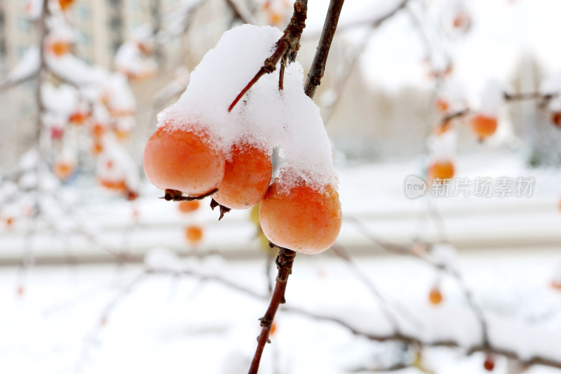 瑞雪落枝头