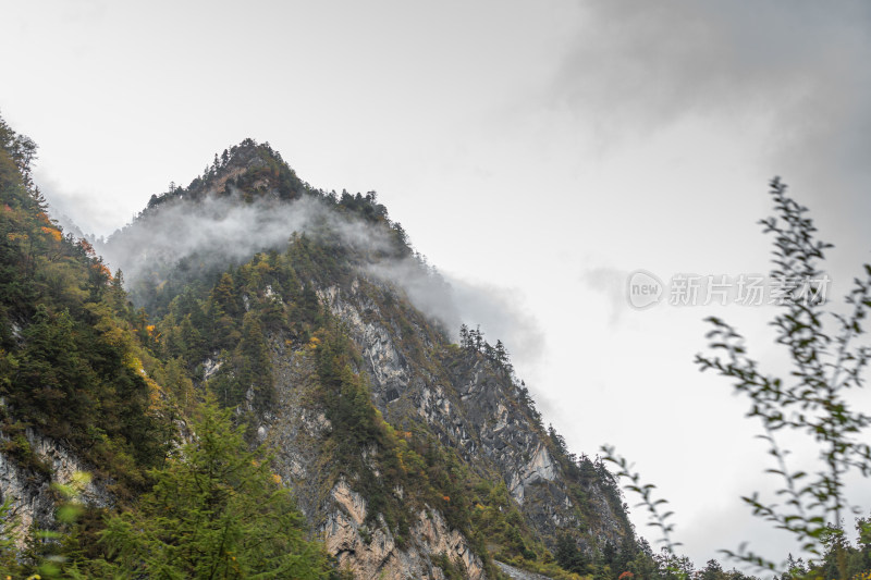 秋天树林云雾山峰