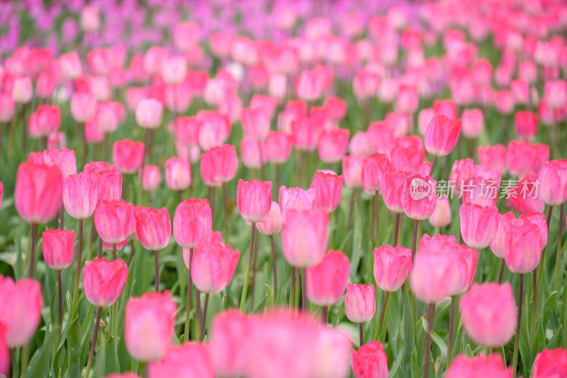 郁金香花海