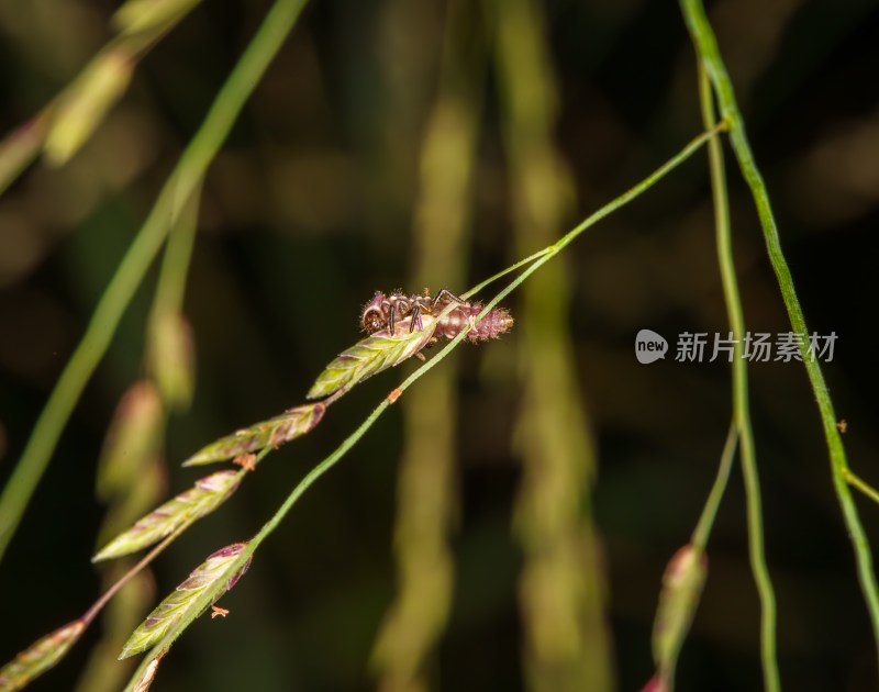 微距下的鞍背刺蛾幼虫